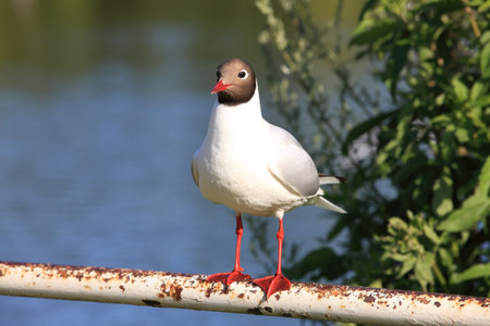Seagul on handrail
