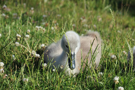 Young swan in the green grass 