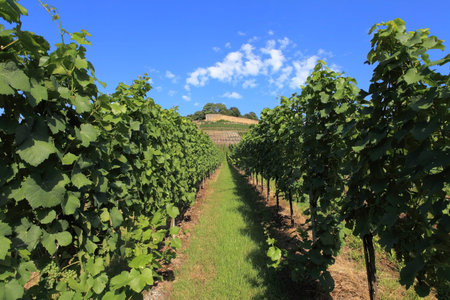 Beautiful rows of grapes before harvesting