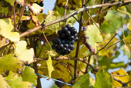 Red Wine Grapes on the Vine