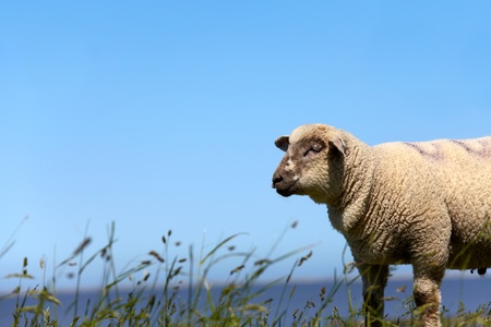 Portrait of a sheep on the meadowの写真素材