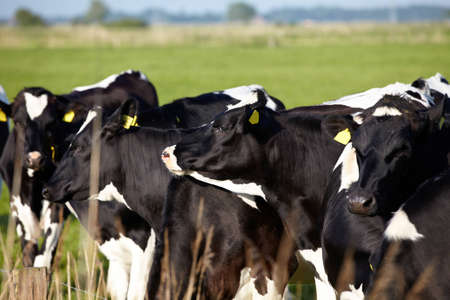 Young cattle with ear tags on green pastureの写真素材