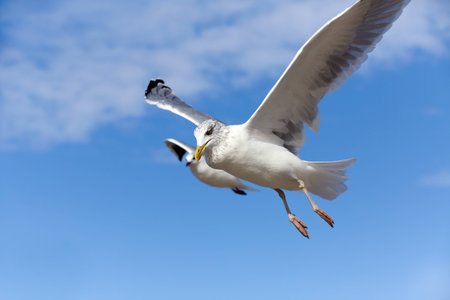 Close-up of a seagull in flight on a blue sky