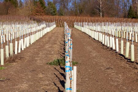 New wine vines planted on a vineyard in Baden-Wuerttembergの写真素材