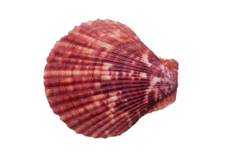 Close-up of a scallop shell on a white background