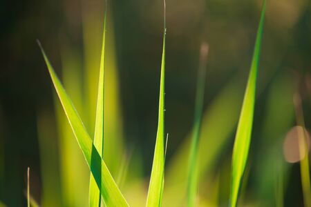 Against-the-light shot of blades of grass in the morningの写真素材
