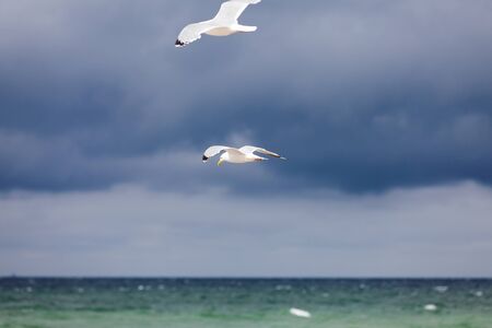 Two seagulls in the flight in front of blue sky over the seaの写真素材