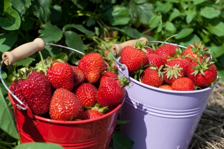 Close up of a sheet metal bucket filled with fresh-picked strawberriesの写真素材