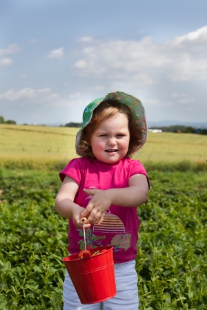 Young two and a half year old little girl on the field during strawberry harvestの写真素材