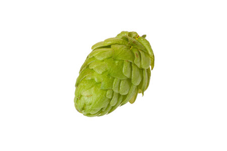 A single hops cone isolated on white backgroundの写真素材
