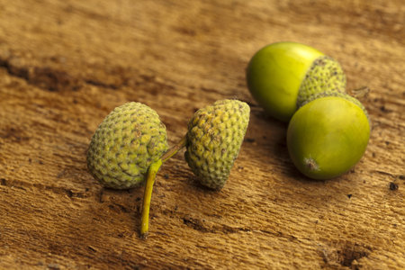 Tow green acorn hats and acorns on barks background as close up viewの写真素材
