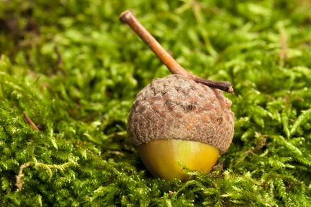One green acorn fruit on green moss as close up viewの写真素材