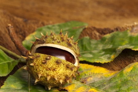 One chestnuts on green chestnut leavesの写真素材