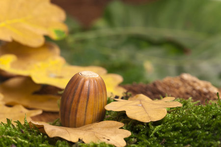 One brown striped acorn fruit on green moss with leaves in the background as close up view