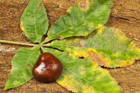 One chestnuts on green chestnut leaves as close up viewの写真素材
