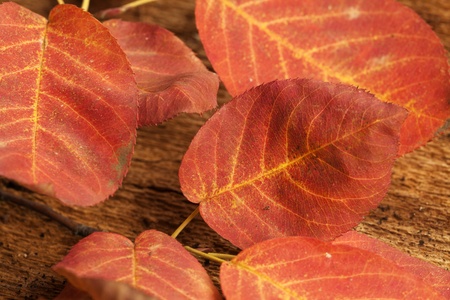 Background of european beech leafの写真素材