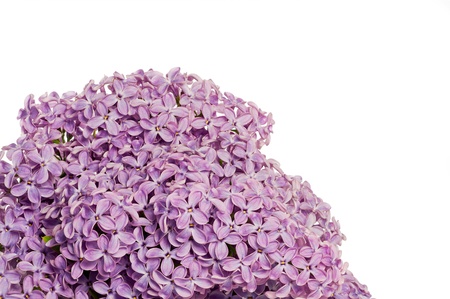 Very beautiful branch of a lilac bush with large depth of field isolated on white backgroundの写真素材