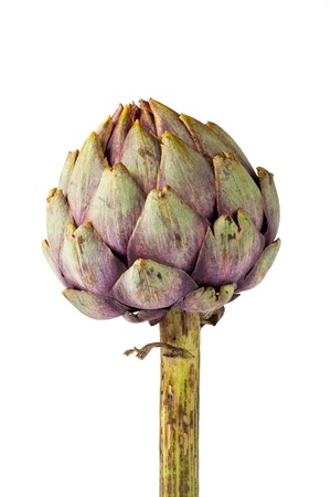 Artichoke standing against isolated white backgroundの写真素材