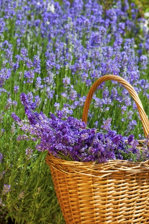Wicker basket with freshly picked lavender in front of a lavender field in summerの写真素材