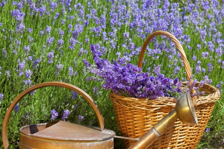 Wicker basket with freshly harvested lavender and an old copper watering can in front of a lavender field in summerの写真素材