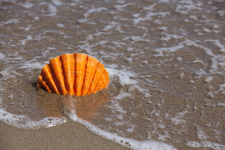 Orange Lionの写真素材