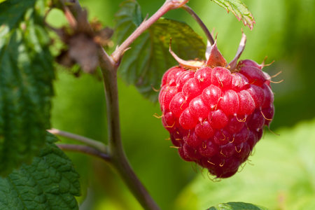 Ripe Red Raspberry on plant ready to pick