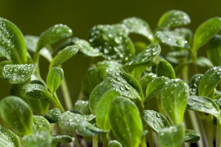 Young herb plants of the borage seedling with water drops in the garden bedの写真素材