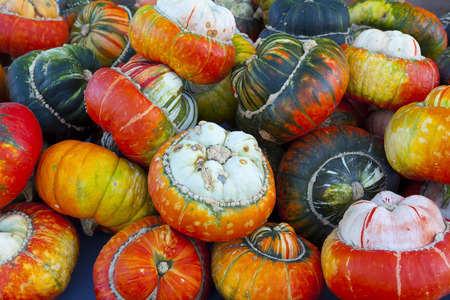 Many diverse and colorful acorn squash after the summer harvestの写真素材