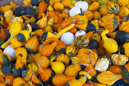 Many colorful pumpkins in the summer time