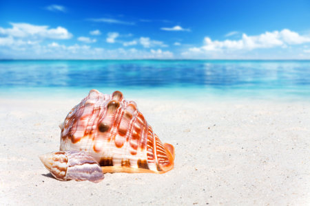 Two Seashells in the Sand on the Beach with the Ocean in the Background