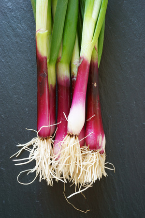 Fresh red Spring Onions on a slate platterの写真素材