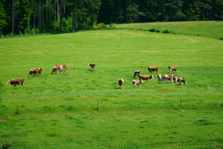 Open countryside with grazing cows in the Black Forestの写真素材