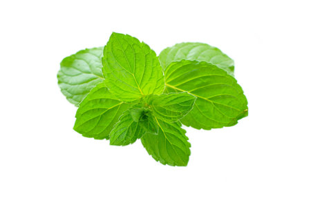 Fresh green mint leaves isolated on white background