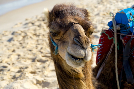 Close-up of the head of a dromedary at the beach of Tunisiaの写真素材