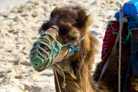 Picture of a head of a dromedary on the beach in Tunisiaの写真素材