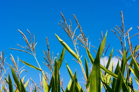 Close up of corn ears at corn plants in late summer in front of bright blue sky.の写真素材