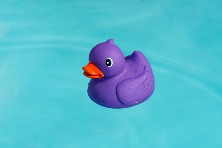 A single purple rubber duck alone in the paddling poolの写真素材
