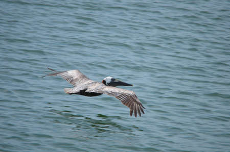 Flying Pelicanの写真素材