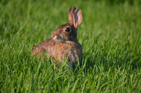Rabbitの写真素材