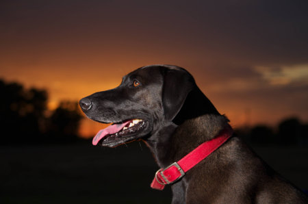 Lab at Sunset