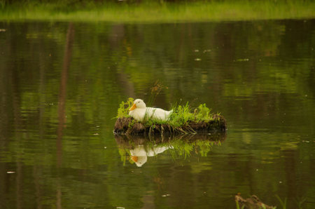 Duck on Islandの写真素材