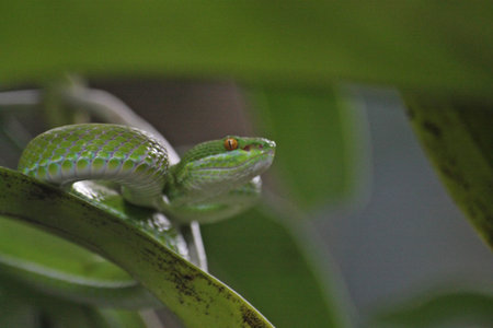 green  snake in the garden