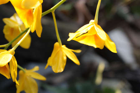 Yellow flowerの写真素材