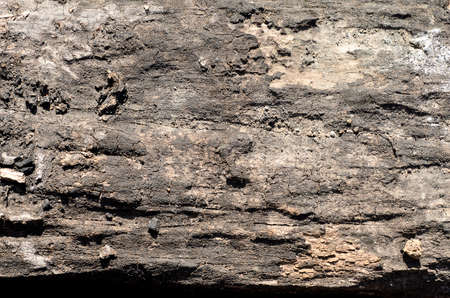 The old bark tree is for background , texture , copy textの写真素材