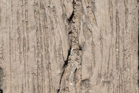 The old bark tree is for background , texture , copy textの写真素材