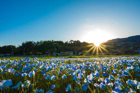 Beautiful blue nemophila blooming in Yamakeiの写真素材