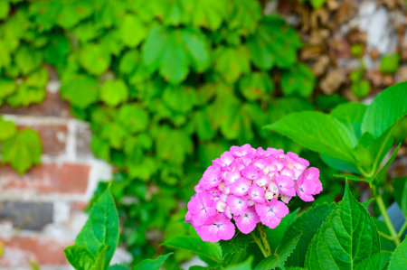 Beautiful hydrangea in full bloom