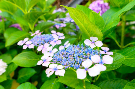 Beautiful hydrangea in full bloomの写真素材