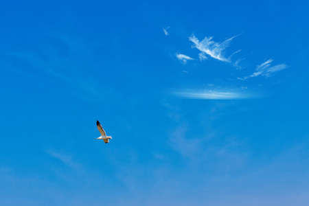 Blue sky, white clouds and seagullsの写真素材