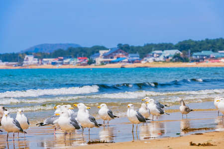 Fresh summer blue sky, sandy beaches and seagullsの写真素材